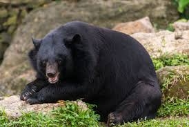 熊出没！因草坪隔邻发现熊类思绪，日本J3福岛联通知暂停球迷参不雅